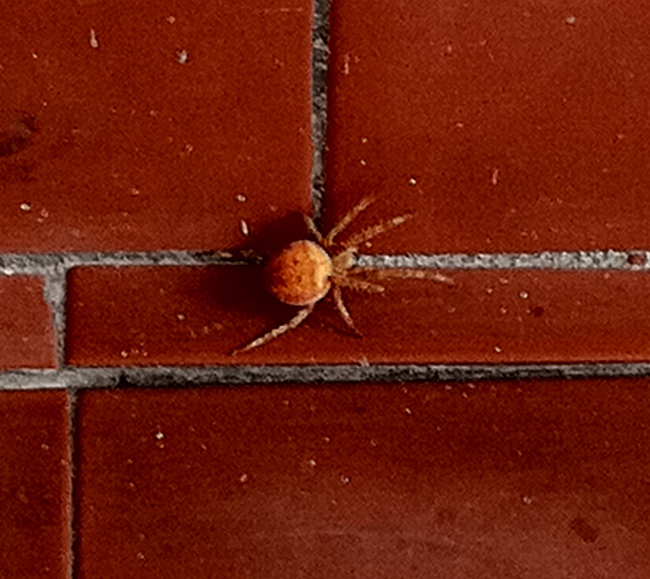 Large, nasty looking orange spider!